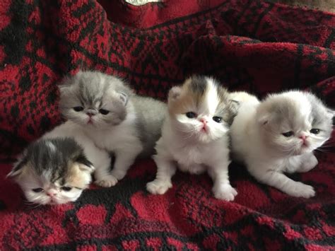 We only breed top quality pedigree cats. Exotic Kittens - Male & Female Exotic Kittens For Sale in ...