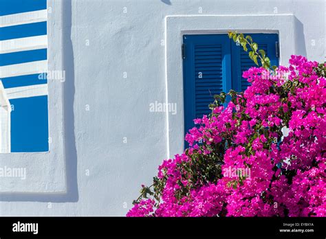 Pink Bougainvillea Flowers Santorini Greece Hi Res Stock Photography