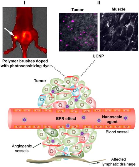 Cancers Free Full Text Targeted Delivery To Tumors