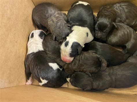 Nine Newborn Puppies Are Rescued After Being Found Abandoned In