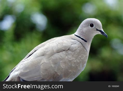 Grey Dove Free Stock Images And Photos 1002241