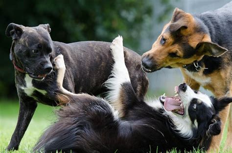 1.2…3…4…no, wait, did i already count that one? The Most Favorite Dog Breeds A to Z With Dog Breeds ...