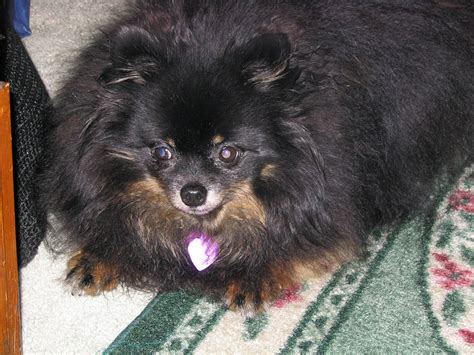 Is My Pomeranian Overweight Or Obese How Much Should They Weigh