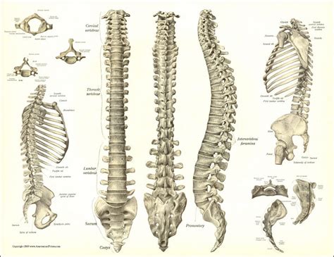 Spine Anatomy Poster 3 Views Of Spinal Column