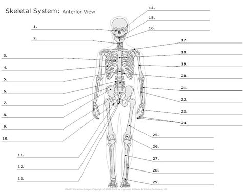 Printable Anatomy Labeling Worksheets