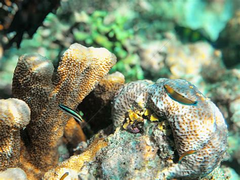 Malaysian Sabah Undersea Coral Picture And Hd Photos Free Download On