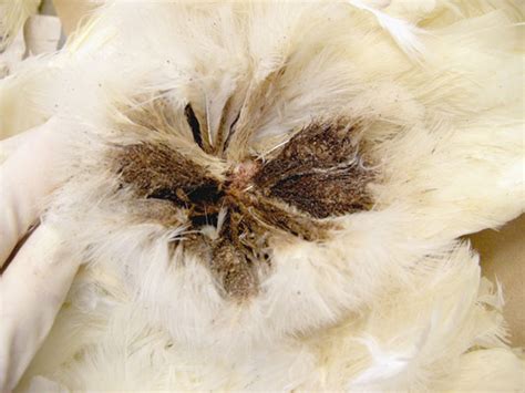 Poultry External Parasites — Lice And Mites Dummies