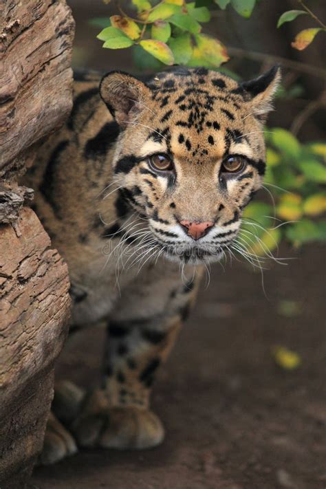 811 Clouded Leopard Stock Photos Free And Royalty Free Stock Photos