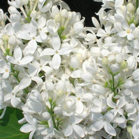 Flieder Syringa Hyacinthiflora Angel White Weiße Flieder Weißer