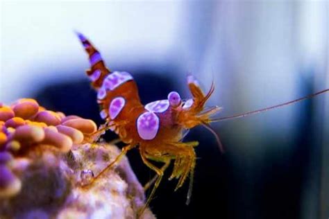 Sexy Shrimp Care Guide Quick Facts Description And Feeding