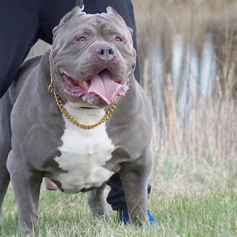 If you have been looking for a quality blue pitbull puppy and haven't had much luck then you came to the right website. Best Pitbull Puppies For Sale - Raptology