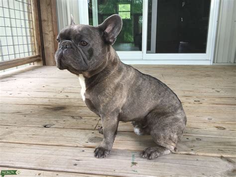 Bluebrindle French Bulldog Up For Stud Stud Dog Midwest Breed Your Dog