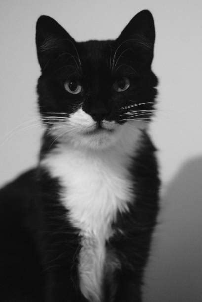 190 Black And White Tuxedo Cat Stock Photos Pictures And Royalty Free