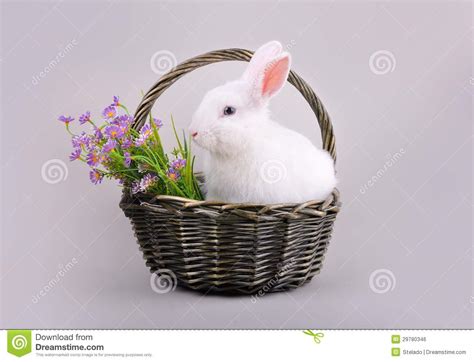 Fluffy White Bunny In A Basket With Flowers Stock Photo Image Of