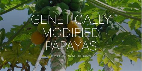 Genetically Modified Papayas