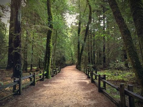 Earth Turns And Wind Burns Santa Cruz Mountain Redwoods