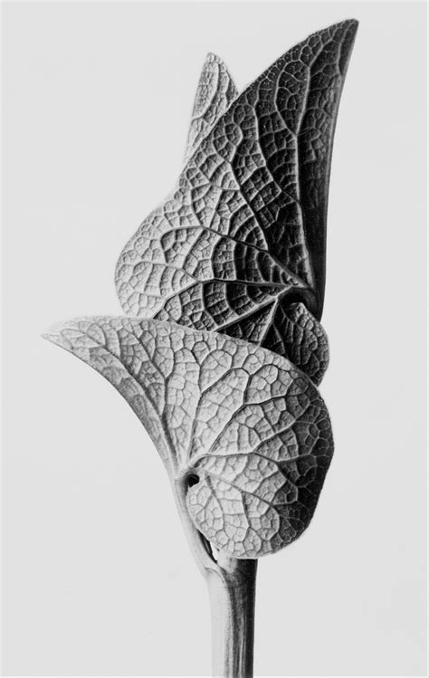 Aristolochia Clematitis Karl Blossfeldt 1928 Natural Form Art Karl