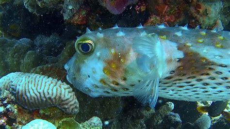 Underwater Close Up Of A Large Puffer Fish In A Coral Reef 8101438