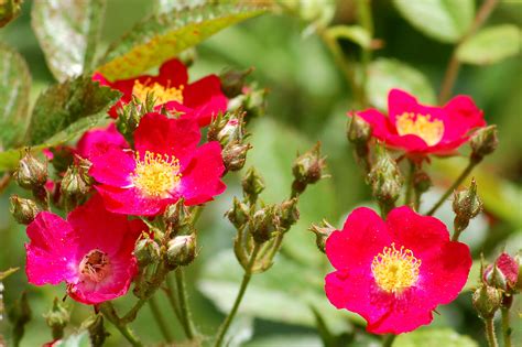 10 Best Late Summer Flowering Shrubs