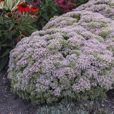 5% coupon applied at checkout. Sedum ROCK N GROW Pure Joy - Buy Stonecrop Perennials Online