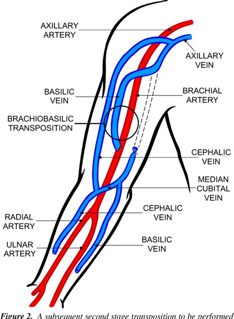 Axillary Artery Brachial Artery Radial Artery Ulnar Artery Axillary Vein Basilic Vein Cephalic