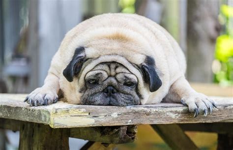 Obesity In Dogs Causes Risks Treating And Choosing A Dog Diet Food