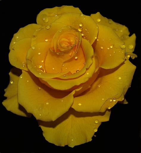 Collection Mind Blowing 999 Images Of Stunning Love Roses In Full 4k