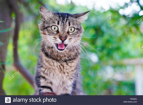 Cat Hissing Hi Res Stock Photography And Images Alamy