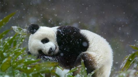 Giant Panda Cub Wolong National Nature Reserve Sichuan Province