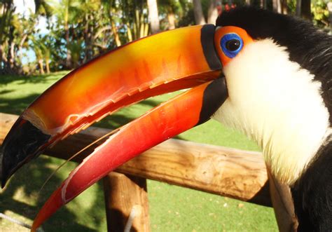 Toucan Parrot Bird Tropical 47 Wallpapers Hd Desktop And Mobile