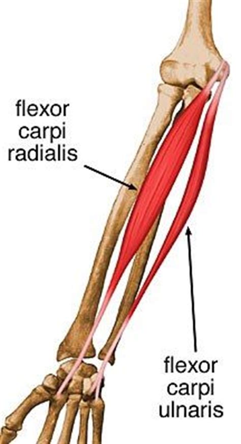 If one or more of the tendons have been damaged, such as being cut for example, they can be repaired surgically. 1000+ images about Anatomy4FRCR on Pinterest | Anatomy, Radiology and Bone jewelry