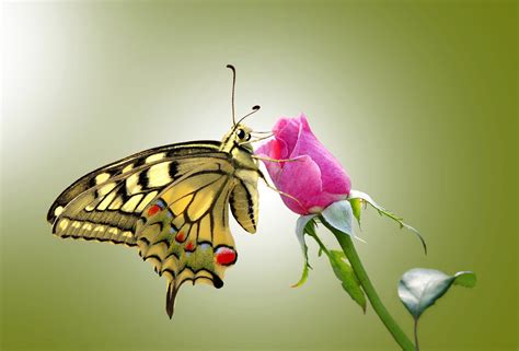 Roses Butterfly Wallpapers Wallpaper Cave