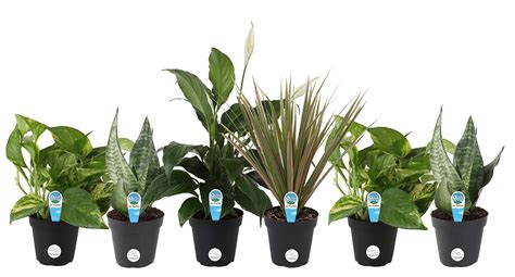 Buy Costa Farms Assorted Foliage Clean Air Live House Plant Collection