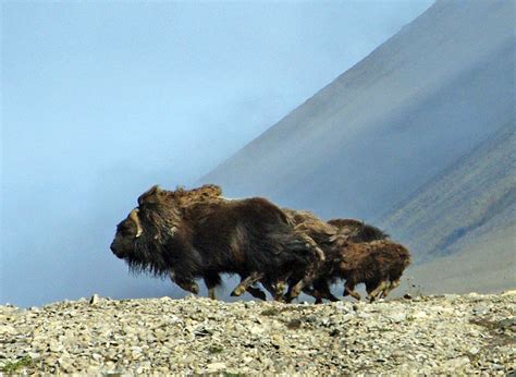 Musk Ox Facts And Adaptations Ovibos Moschatus
