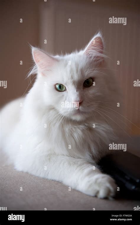 Turkish Angora White Cat Ankara Kedisi Or Ankara Cat Domestic Breed