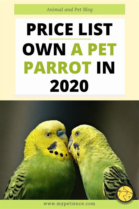 How to help your parrot during lockdown. How Much Is a Parrot to Cost in 2021? | Parrot, Macaw ...