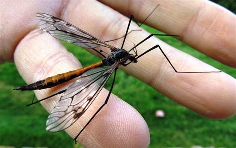 Are Monster Mosquitoes A Threat Lemon Bay Conservancy