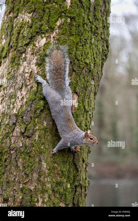 Grey Squirrel Tree Hi Res Stock Photography And Images Alamy