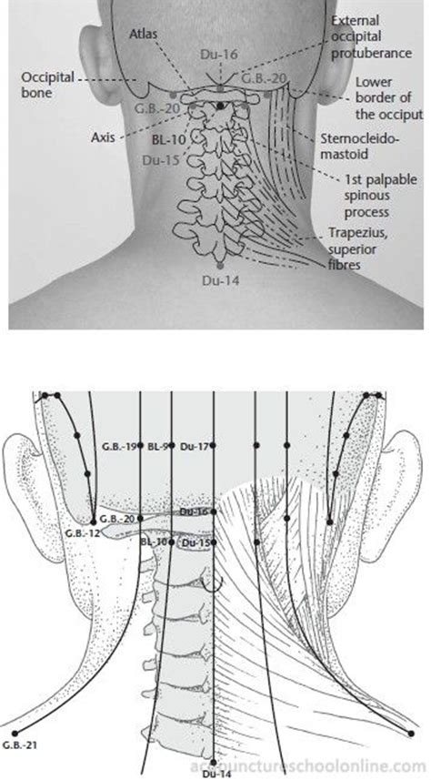 Du 16 Palace Of Wind Fengfu Acupuncture Points 1 358×648 Pixels