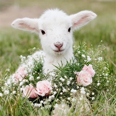 Maureen2musings Sweet Little Lamb Denisetheweese Animals Cute