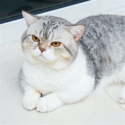 British Shorthair White Tabby