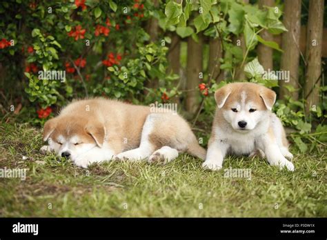 Akita Inu Puppies Stock Photo Alamy