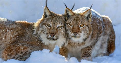 Types Of Lynx Cats A Z Animals