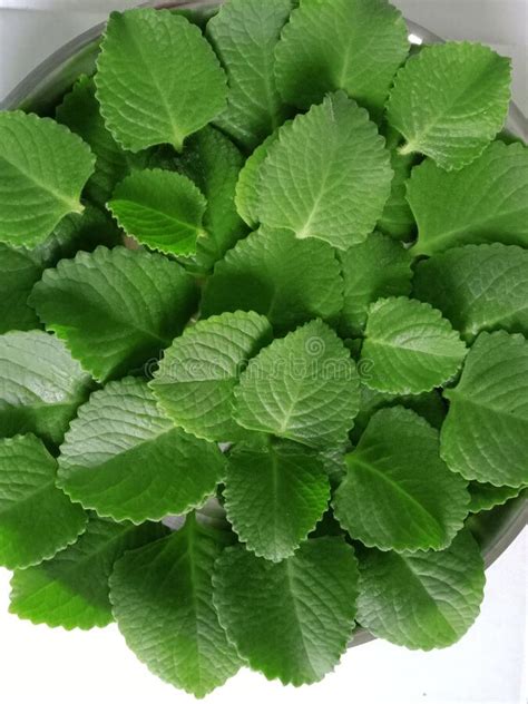 Fresh Green Healthy Ajwain Leaves Medicinal Herb Stock Photo Image Of