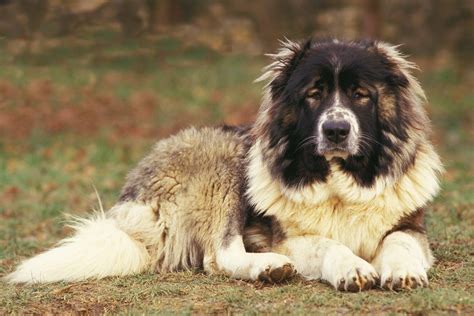 15 Mountain Dog Breeds That Love The Outdoors Trusted Since 1922