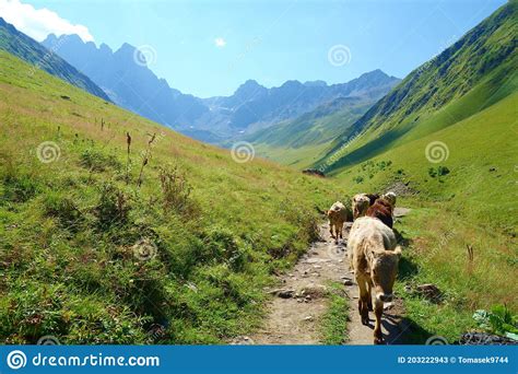 Grand Alpine Mountain Range With Wild Cows Crossing The Way On A Hiking