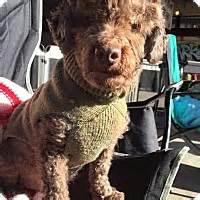 Thousands of dogs and cats across the country are up for adoption and are. Pittsburgh, PA - Poodle (Miniature). Meet Cobi a Pet for ...