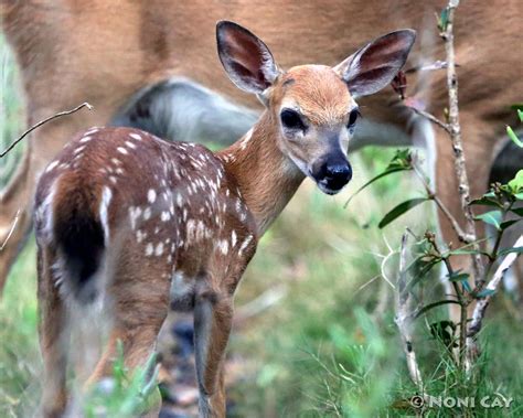 Key Deer Fawns Noni Cay Photography