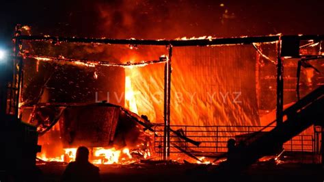 About 30 Cows Perished In A Large Barn Fire At A Thorold