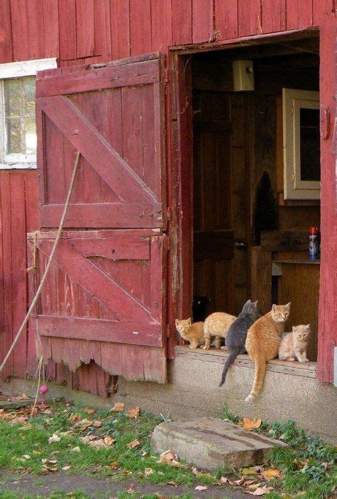 Cats In Red Barn Door Barn Farm Life Cats